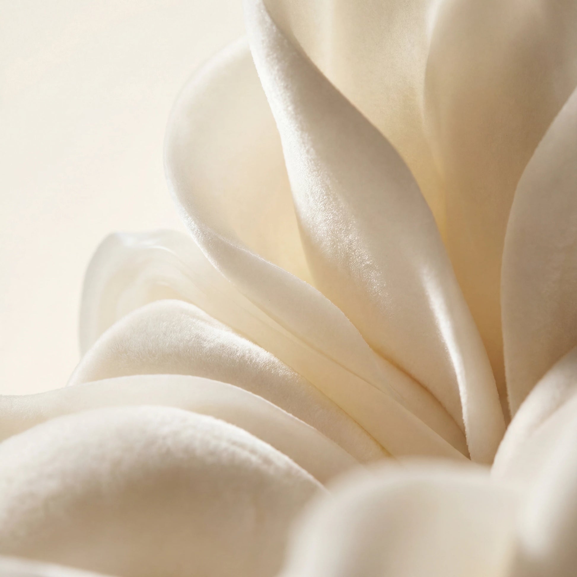 Fragrance musc blanc 5ml pour création de parfum