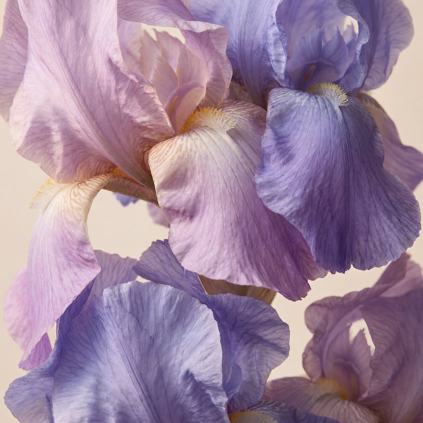 Fragrance iris 5ml pour création de parfum