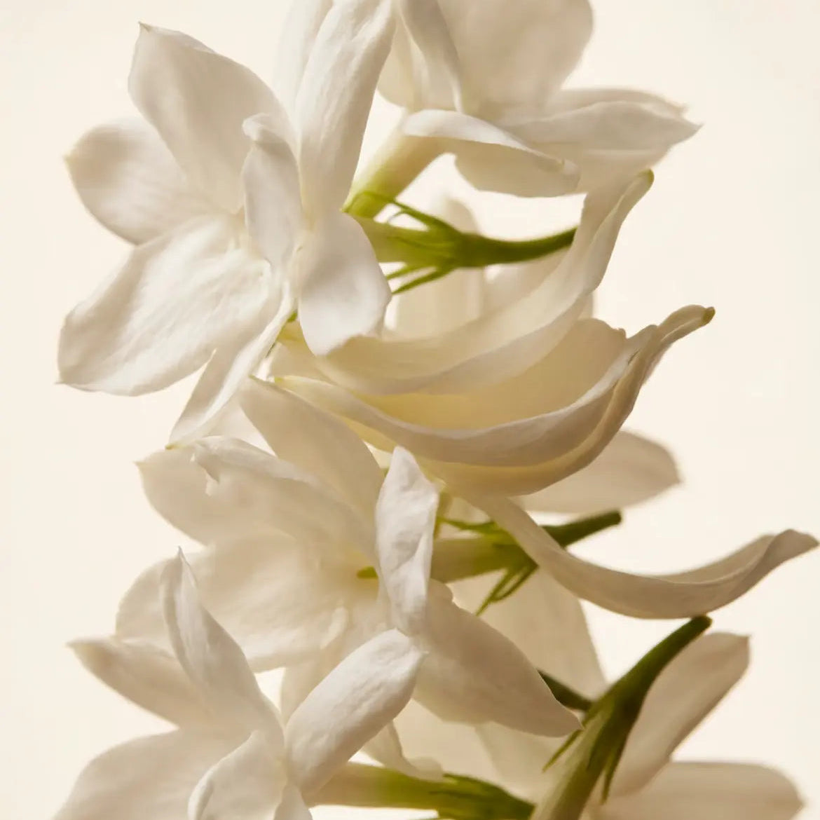 Fragrance jasmin 5ml pour création de parfum