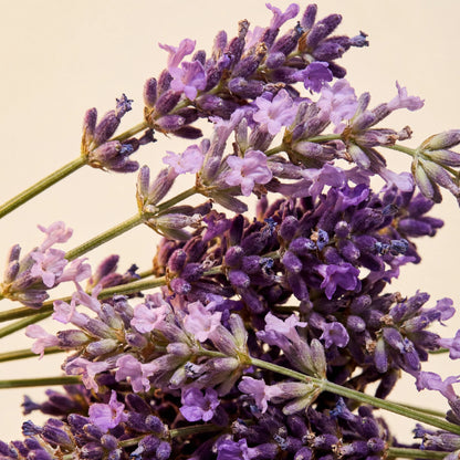 Fragrance lavande 5ml pour création de parfum