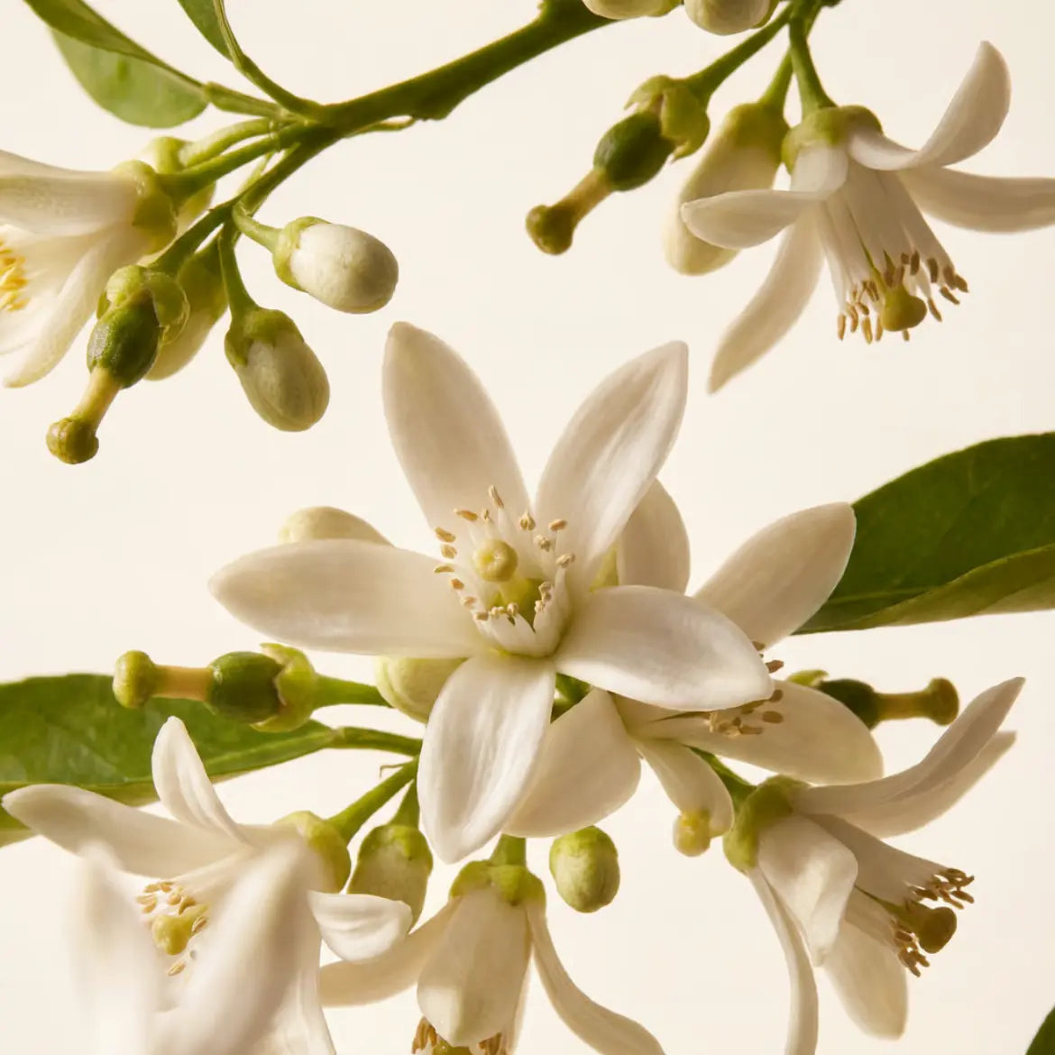 Fragrance néroli 5ml pour création de parfum