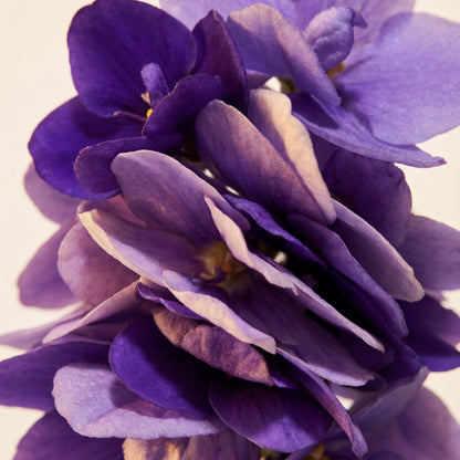 Fragrance violette 5ml pour création de parfum