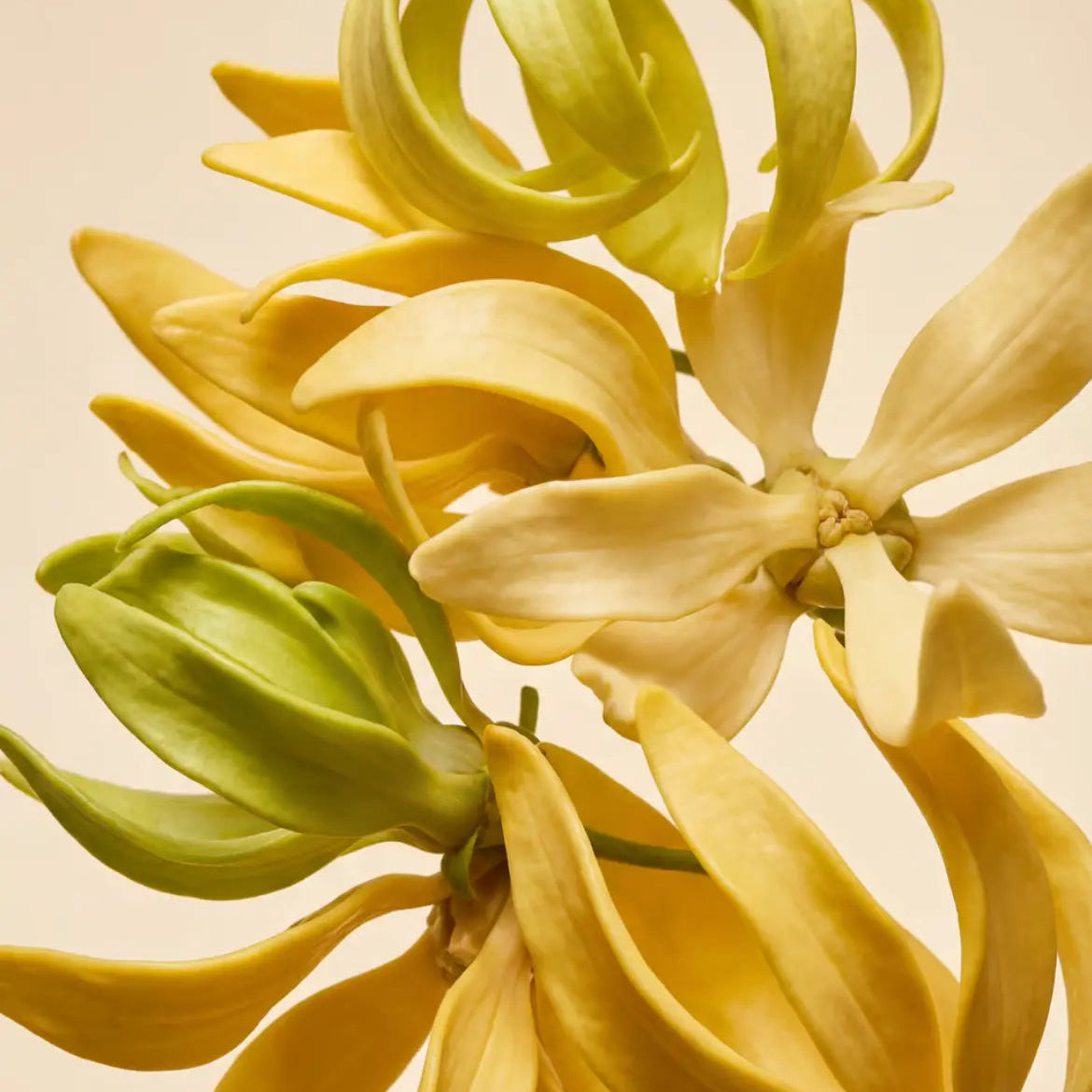 Fragrance ylang 5ml pour création de parfum
